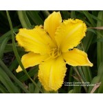 Creepy Crawler Daylily