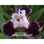 Crimson Snow Iris
