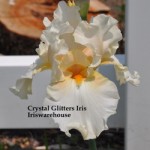 Crystal Glitters Iris