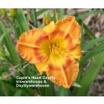 Cupids Heart Daylily