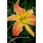 Curious George Daylily