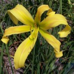 Curly Cinnamon Windmill Daylily