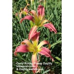 Curly Rosy Posey Daylily