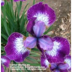 Currier Siberian Iris