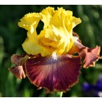 Darcys Choice Iris