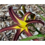 Dark Star Daylily