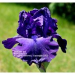 Darkside Iris