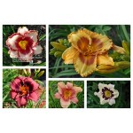 Daylily Variety or Color Special