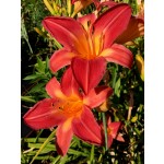 DBC Crew Daylily