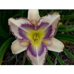 Destined to See Daylily