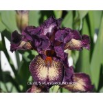 Devils Playgound Iris