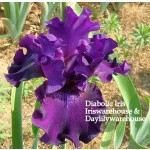 Diabolique Iris