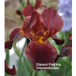 Distant Fire Iris