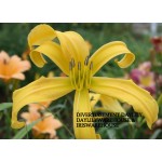 Diversissment Daylily
