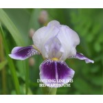 Dividing Line Iris
