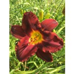 Dominic Daylily