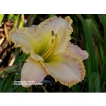 Dorothy Mae Daylily