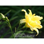 Double River Wye Daylily