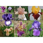 Iris Noid Collage