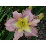 Dressed to the Nines Daylily