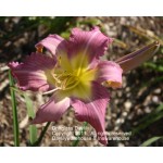 Driftglass Daylily