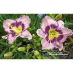 Druids Chant Daylily