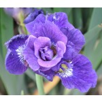 Kaboom Siberian Iris