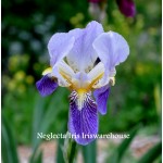  Neglecta Iris