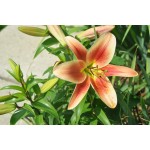 Oriental Trumpet Hybrid Flavia