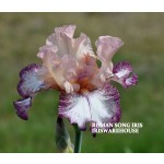 Roman Song Iris