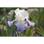 Shoreline Iris