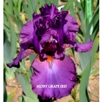 Moby Grape Iris