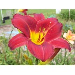 Dune Deputy Daylily