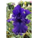 Dusky Challenger Iris