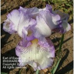 Earl of Essex Iris