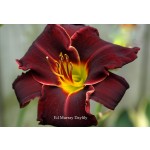 Ed Murray Daylily