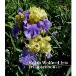 Edith Wolford Iris
