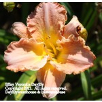 Effay Veronica Daylily