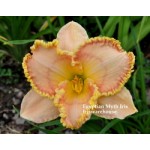 Egyptian Myth Daylily