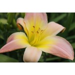 Egyptian Ibis Daylily