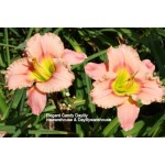 Elegant Candy Daylily