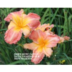 Ember Music Daylily