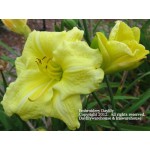 Embroidery Daylily
