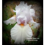 Eternal Bliss Iris
