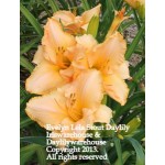 Evelyn Lela Stout Daylily