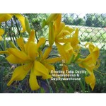 Evening Tulip Daylily