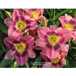 Eye of the Round Daylily