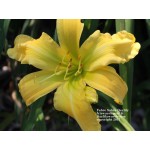 Faber Sabre Daylily