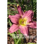 Fair to Middlin Daylily