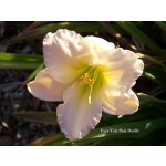 Fairy Tale Pink Daylily